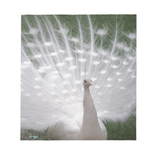 Bloco De Notas cheio de Pavão branco (Peafowl)