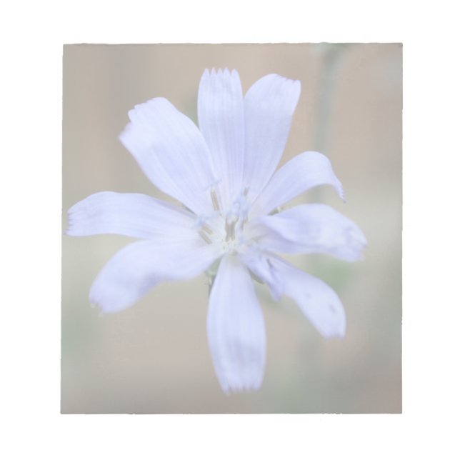 Bloco De Notas Chicória (Frente)