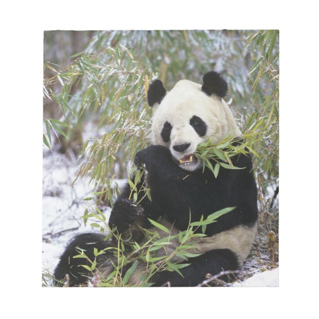 Bloco De Notas China, Província de Sichuan. Giant Panda alimenta- (Frente)