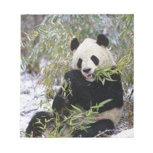 Bloco De Notas China, Província de Sichuan. Panda-gigante se alim