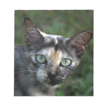 Cinza de Gato Branco Castanho com Olhos Verdes