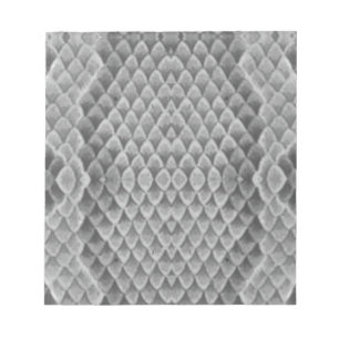 Bloco De Notas Cinza Snakeskin