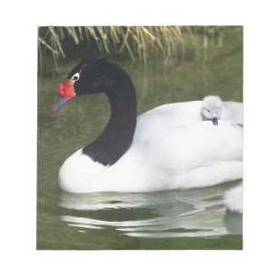 Bloco De Notas Cisne de pescoço preto adulto e filhotes na água.