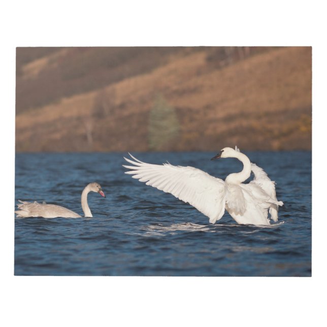 Bloco De Notas Cisne Flapping (Frente)