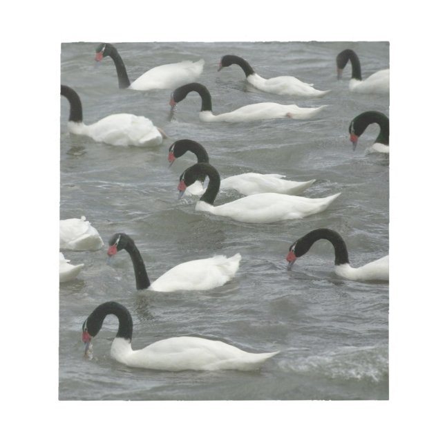 Bloco De Notas Cisnes de pescoço preto (Cygnus melancoryphus) (Frente)