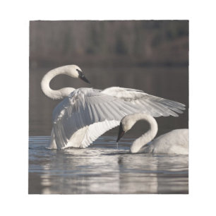 Bloco De Notas Cisnes Loving