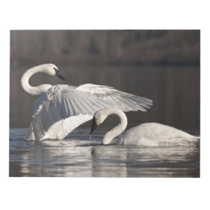 Bloco De Notas Cisnes Loving