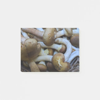 Bloco De Notas Cogumelos de mel, Apiata, Armillaria, opyenok