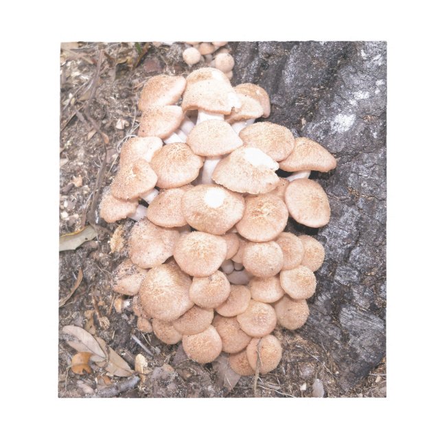 Bloco De Notas cogumelos de mel sem ferrão (Frente)