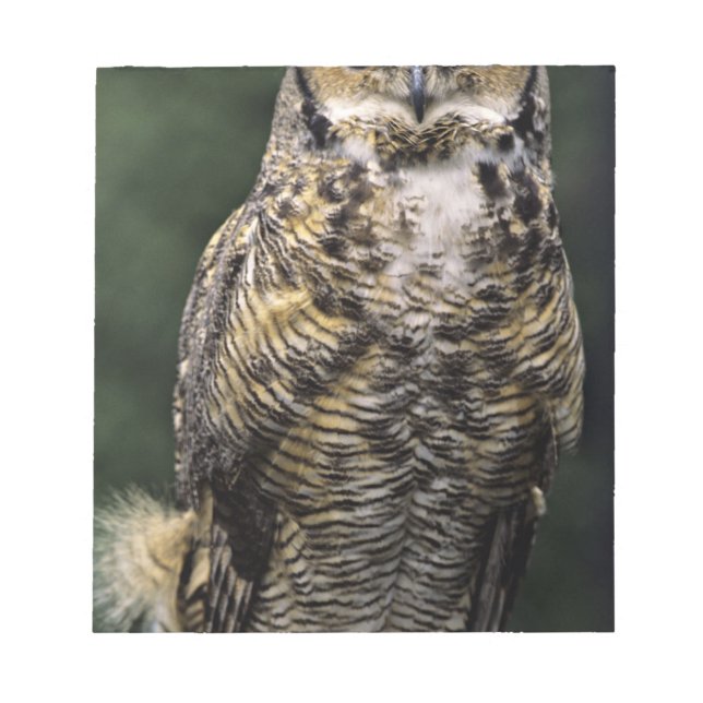 Bloco De Notas Coruja-americana (Bubo virginianus), corpo inteiro (Frente)