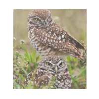 Coruja-buraqueira, Athene cunicularia, Cape Coral,