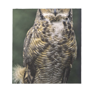 Bloco De Notas Coruja excelente (Bubo virginianus), corpo de chei