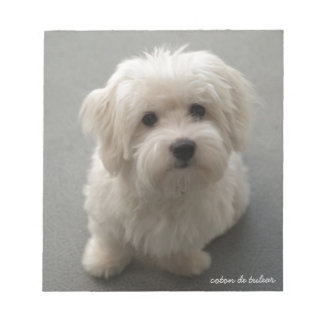 Bloco De Notas Coton de Tulear