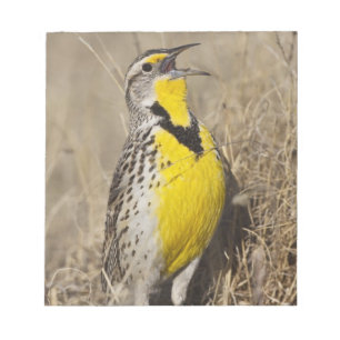 Bloco De Notas Cotovia-de-barriga-amarela (Sturnella neglecta)