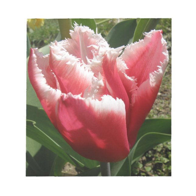 Bloco de notas de tonalidade rosado (Frente)