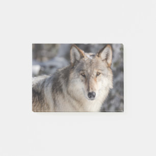 Bloco De Notas Design da Natureza e Lobo
