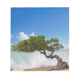 Bloco De Notas Divi Divi Tree, Eagle Beach, Aruba, Caribe