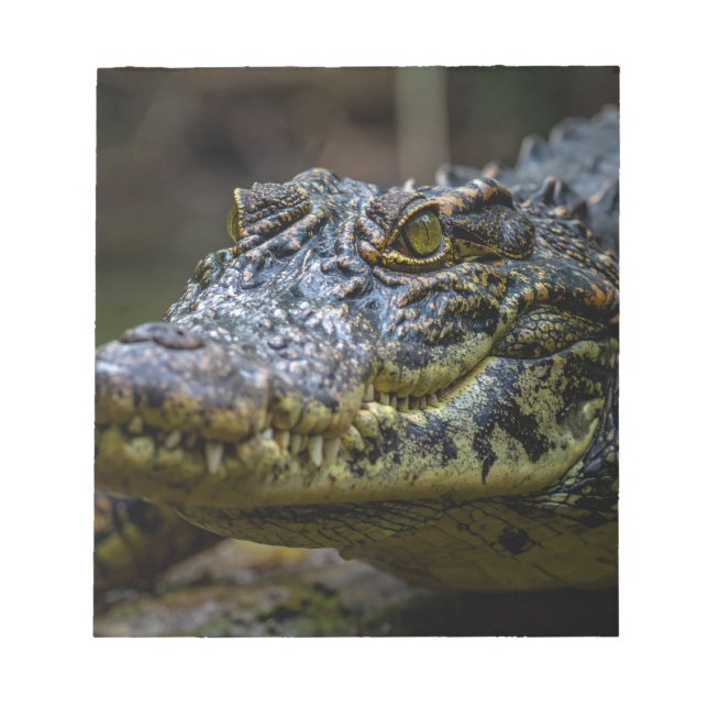 Bloco de Notas do Crocodile (Frente)