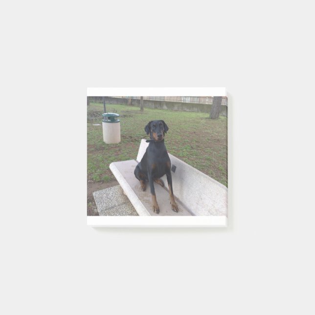 Bloco De Notas doberman pincher sentado (Frente)