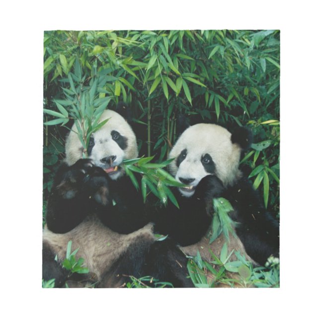 Bloco De Notas Dois pandas comendo bambu juntos, Wolong (Frente)