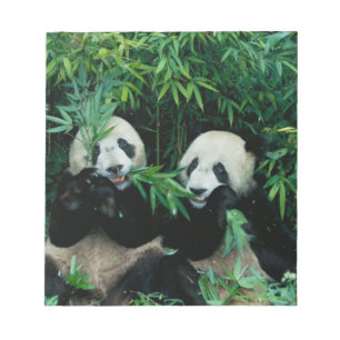 Bloco De Notas Dois pandas comendo bambu juntos, Wolong, 2