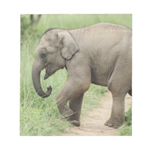Bloco De Notas Elefante bebê seguindo a mãe, Corbett