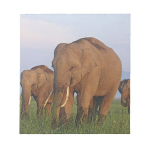 Bloco De Notas Elefantes indianos na pradaria,Corbett