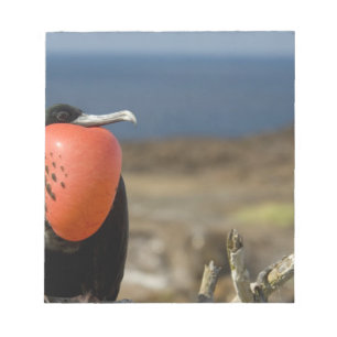 Bloco De Notas Equador, Galapagos, Ilha Genovesa. Príncipe