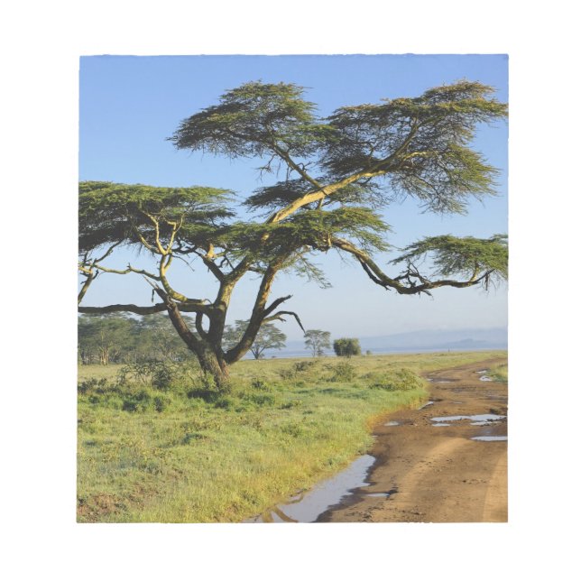 Bloco De Notas Estrada de terra primitiva e árvore de acácia, Lag (Frente)