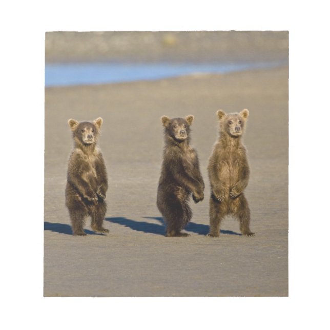 Bloco De Notas EUA. Alasca. Filhotes de Urso Pardo Costeiro (Frente)