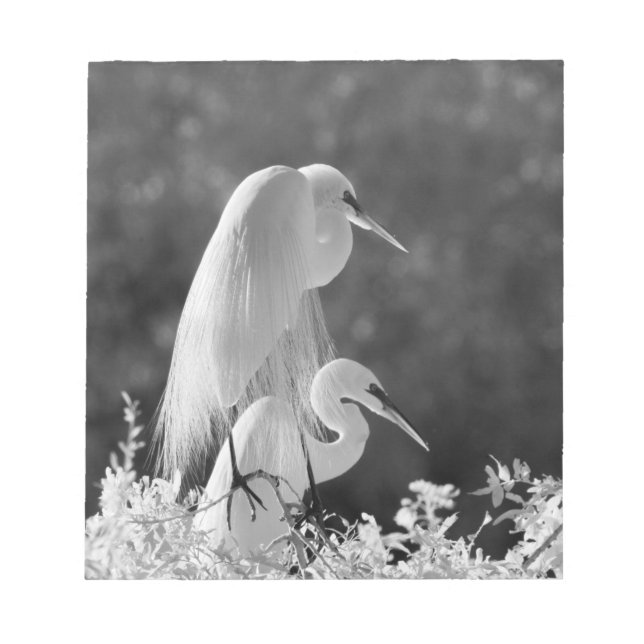 Bloco De Notas EUA, Flórida, Excelente Egret (Ardea alba) infrave (Frente)