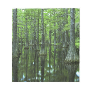Bloco De Notas EUA, Flórida, Floresta Nacional Apalachicola, Care