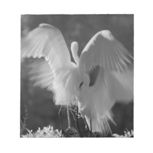 Bloco De Notas EUA, Flórida, Garça-branca-grande (Ardea alba) inf