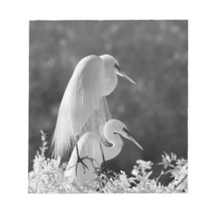 Bloco De Notas EUA, Flórida, Garça-branca-grande (Ardea alba) inf