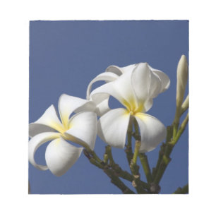 Bloco De Notas EUA, Havaí, Kauai, plumeria branca.