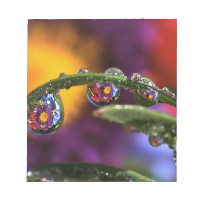 Bloco De Notas EUA, Oregon, Close-up abstrato de roxo (Frente)