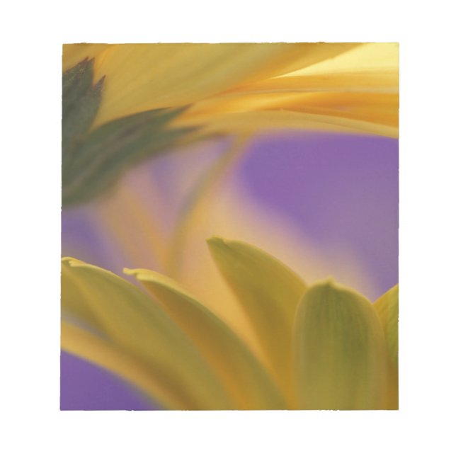 Bloco De Notas EUA, Pensilvânia. Gerbera Daisies amarelas, close (Frente)