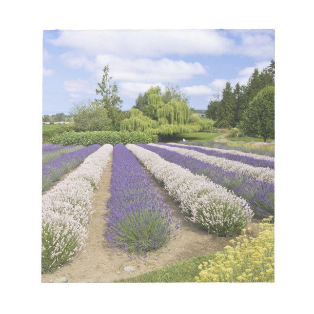 Bloco De Notas EUA, WA, Sequim, Purple Haze Lavender Farm (Frente)