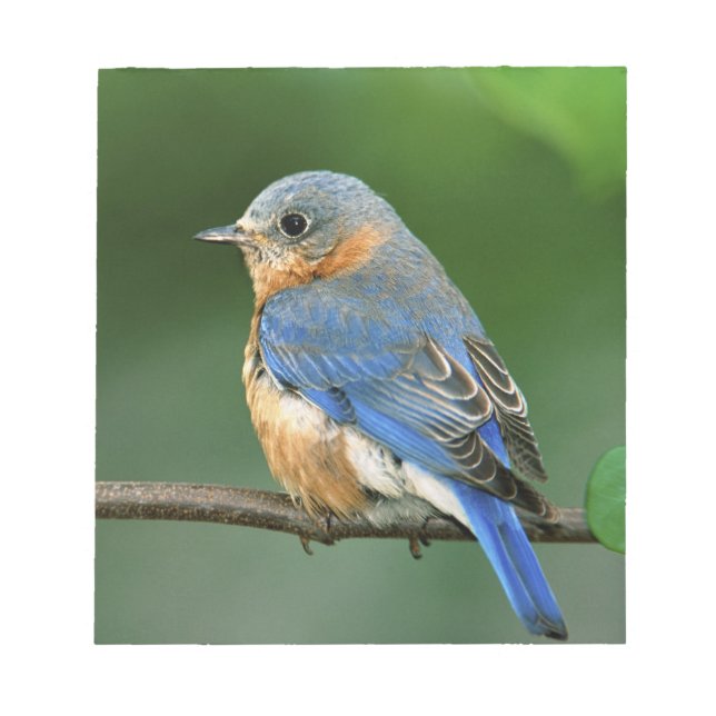 Bloco De Notas Female Eastern Bluebird, Sialia sialis (Frente)