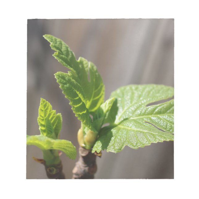 Bloco De Notas Fig Leaf (Frente)