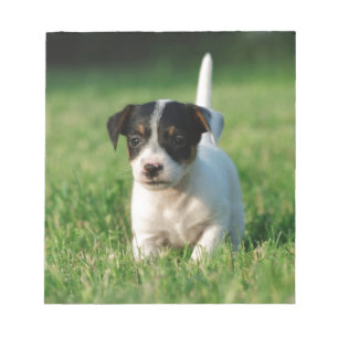 Bloco De Notas Filhote de cachorro de Jack Russell Terrier