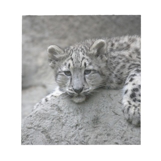 Bloco De Notas Filhote de leopardo-da-neve de 4 meses de idade es (Frente)