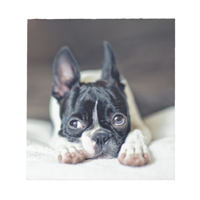 Bloco De Notas Fina the Boston Terrier (Frente)