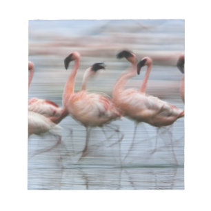 Bloco De Notas Flamingos menores em movimento, Phoenicopterus