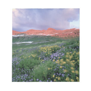 Bloco De Notas Fleabane púrpura (erigeron peregrinus) e amarelo