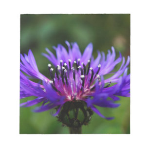 Bloco De Notas Flor de Centaurea Azul Florescem Paz Amor Destino