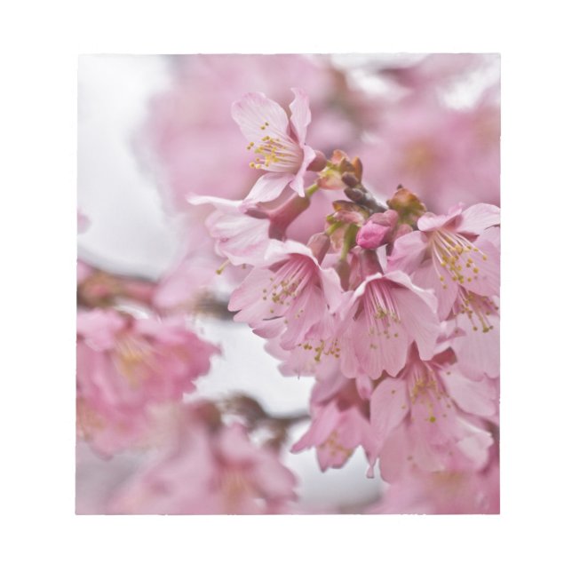 Bloco De Notas Flor de Cerejeira Sakura Rosa Pálido (Frente)