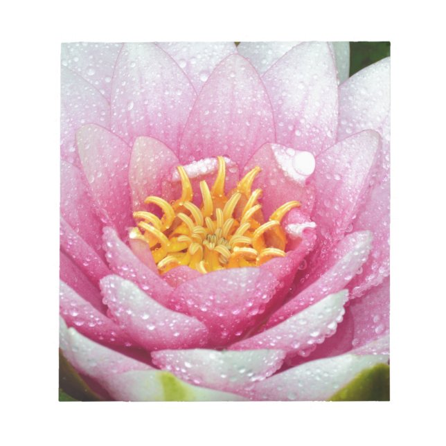 Bloco De Notas Flor de lírio de água PInk (Frente)