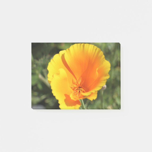 Bloco De Notas Flor de papoila da Califórnia (Frente)