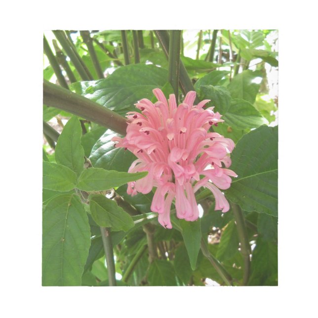 Bloco De Notas Flor de pluma brasileira (Frente)